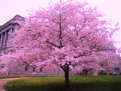 Цветущее дерево сакура, красивые деревья - 