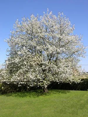 Вишня (cherry), дерево вишня, древесина вишни