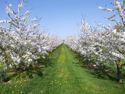 Вишня (cherry), дерево вишня, древесина вишни