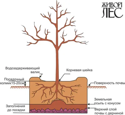 Профессиональная обрезка деревьев и кустарников от Арт 4 сезона