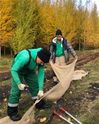 Аренда "Чайный куст" 1,2м.