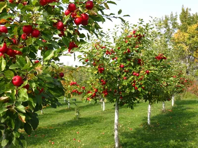 Совместимость плодовых деревьев и кустарников - Анновский питомник