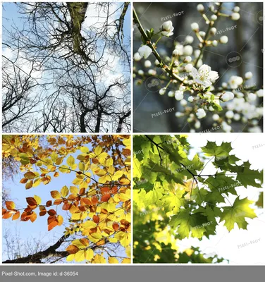 Четыре сезона коллаж: несколько фотографий красивых деревьев в разное время  года - зима весна, лето, осень :: Стоковая фотография :: Pixel-Shot Studio
