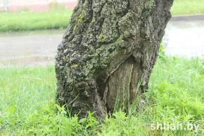 ФОТОФАКТ: В Гродно цветут плодовые деревья