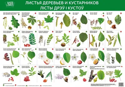 Листья деревьев и кустарников. Лiсты дрэў и кустоў : купить в Минске в  интернет-магазине — 