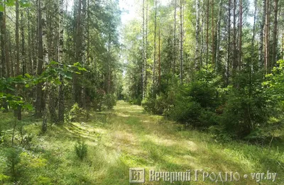 Деревья » Руины и не только