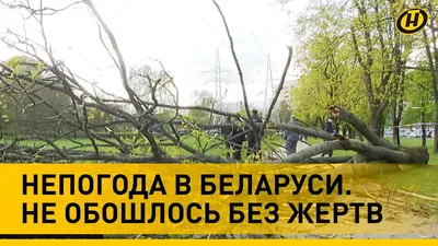 В Беларуси с весны 2024 года можно будет деревья брать в лесу бесплатно |  Телерадиокомпания Гомель