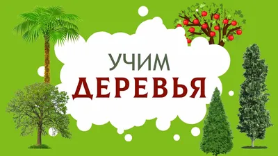 РАЗВИТИЕ РЕБЕНКА: Строение Дерева. Листья Деревьев. | Лэпбук,  Природоведение, Уроки биологии