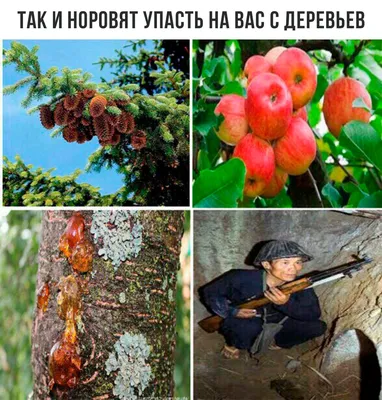 ИЛЬМ