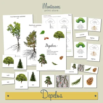 Деревья - тематический комплект, карточки Монтессори купить и скачать