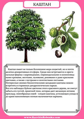 Тема недели: Растения. — МКДОУ №35 города Кирова