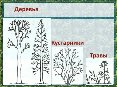 Подборка 5 лучших сортов деревьев и кустарников для детского сада -  ЦентроСад