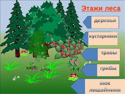 Кустарники картинки для детей с названиями. Легкие срисовки.