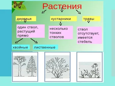 Деревья и кустарники - презентация онлайн