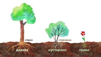 Методическое пособие для учащихся и учителей коррекционных школ: "Деревья- кустарники-растения"