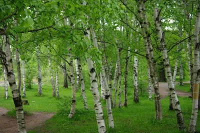 Низкорослые деревья для дачи. 10 самых популярных сортов для ландшафтного  дизайна | Питомник Растений №1 Экоплант | Дзен