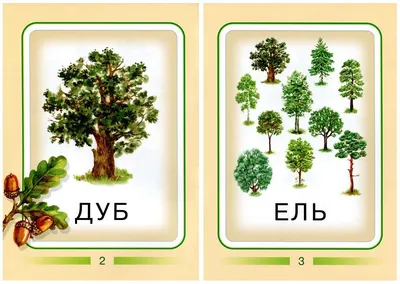 Какие деревья и кустарники любят воду | Надежда Истомина | Дзен