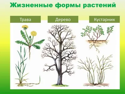 17 эффектных кустарников, которые украсят сад осенью | В цветнике  (Огород.ru)