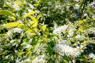 Декоративные деревья и кустарники, фото, название, плодовые многолетние  кустарники