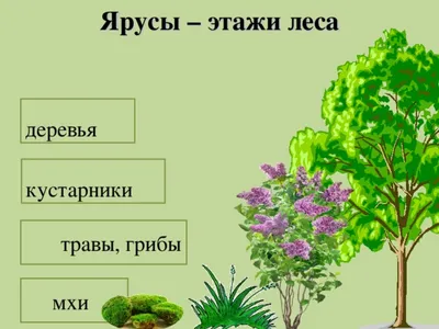 Хвойные деревья и кустарники - Каталог садовых растений - 