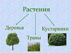 Лиственные декоративные деревья для сада с компактной кроной - статьи о  растениях