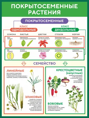 Декоративные лиственные деревья и кустарники с фото и названиями, красивые  цветущие кустарники