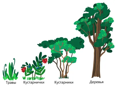 Деревья и кустарники как украшение сада для ландшафтного дизайна