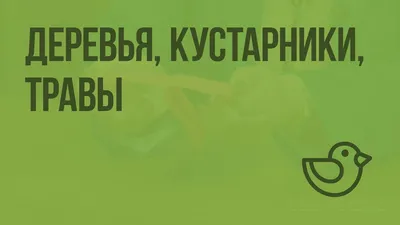 Проекты: ОЗЕЛЕНЕНИЕ НИЖНЕГО НОВГОРОДА: ВЗГЛЯД БОТАНИКА