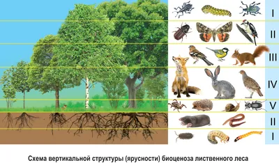 43. Пространственная структура биоценоза