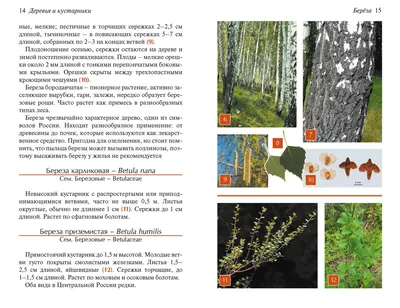 Деревья и кустарники лесов Центральной России: Атлас-определитель | Фитон  XXI