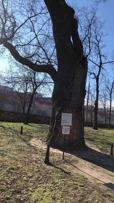 Самые старые и знаменитые деревья России и бывшего СССР | Новгородский  строитель | Дзен