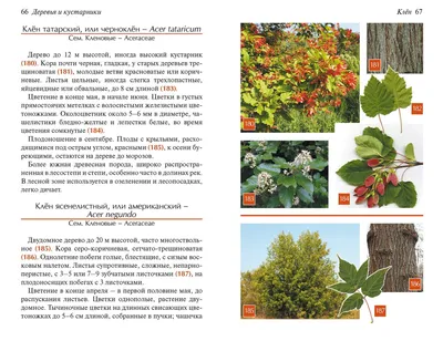 Дуб черешчатый, растущий в Сараевском районе, внесен в Национальный реестр