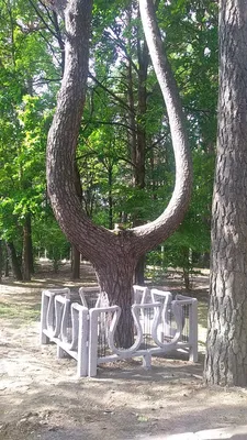 300-летний дуб на Елагином острове объявлен памятником живой природы - ГКУ  «Дирекция особо охраняемых природных территорий Санкт-Петербурга»