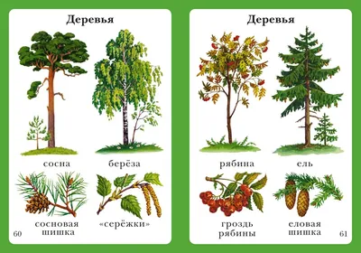 Иллюстрация 1 из 17 для Плакат "Деревья России" (2883) | Лабиринт - книги.  Источник: Лабиринт