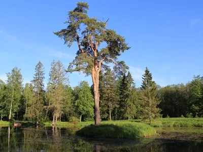 Составлен список самых красивых растений для озеленения Севастополя |  ForPost