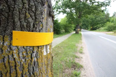 В городе нет ни одного здорового дерева». Где и почему в Белгороде вырубили  деревья в 2020-2021 годах — 