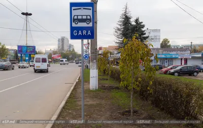 Что посадить под деревьями: 20 растений и цветов для посадки в приствольных  кругах | 