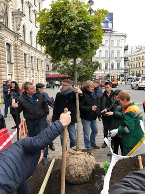 Появился список мест Центрального района, где любой желающий может посадить  деревья | Blog Fiesta