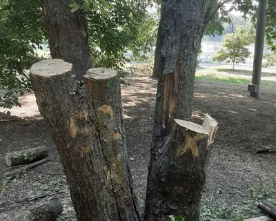 Вкладка деревьев причин