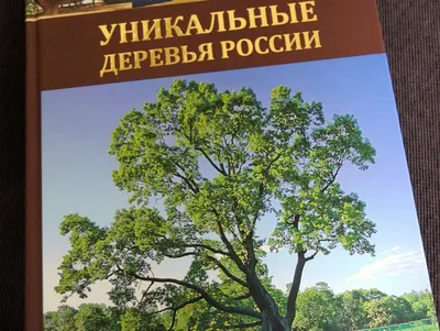 Где в Бельцах сейчас сажают деревья. Список адресов, где они появятся | СП  - Новости Бельцы Молдова