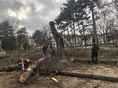 Кто и зачем срубил деревья в сквере им. Высоцкого в Симферополе - 