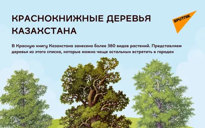 10 деревьев и крупных кустарников для маленького сада и их ценность. В  каждом саду должно расти хотя бы одно декоративное дерево! | Ландшафтный  дизайн для не-дизайнеров | Дзен