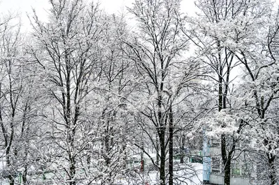 Качественные большие фотографии: деревья зимой в снегу, зимний лес,  фото-постеры, фотообои, высокого разрешения, клипарт, скачать бесплатно