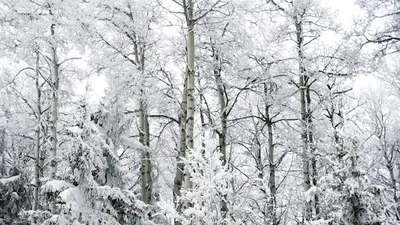 Деревья в снегу из ваты - поделка в сад - YouTube