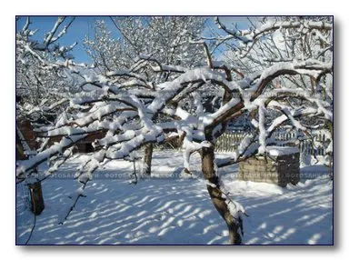 Зимой по дороге в лес / Заснеженная дорога уходящая в лес Зимним утром  Деревья в снегу Утром зимой Лес вдали Снег на ветвях, которые подчеркивают  зимние деревья, и обращают внимание Когда утро