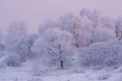 Деревья и кустарники под снегом