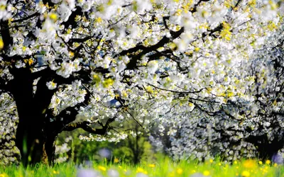 Изображение Цветущие деревья весной Белые цветы