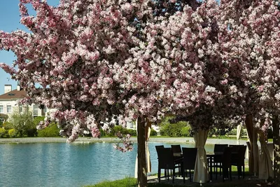 Фото Деревья весной, более 99 000 качественных бесплатных стоковых фото