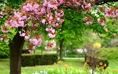 Фотографии Весна Природа Трава Цветущие деревья