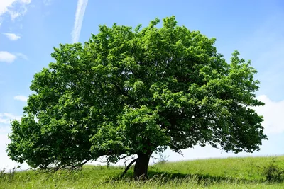 Защита деревьев от вредителей - как правильно их белить весной | РБК Украина